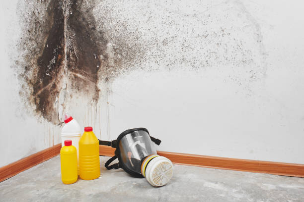 Best Toxic Mold Removal  in Dixmoor, IL