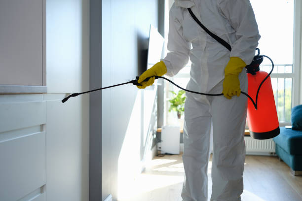 Best Commercial Mold Removal  in Dixmoor, IL