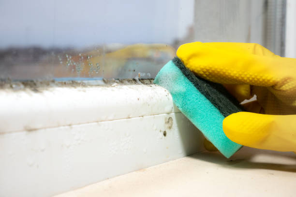 Best Mold Remediation Experts  in Dixmoor, IL