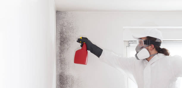 Best Mold Remediation Services  in Dixmoor, IL