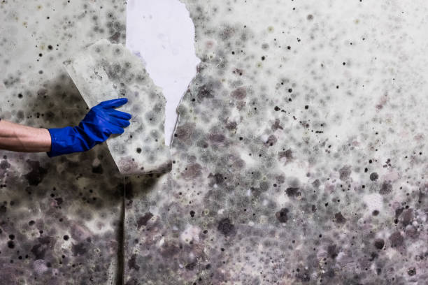 Certified Mold Removal in Dixmoor, IL